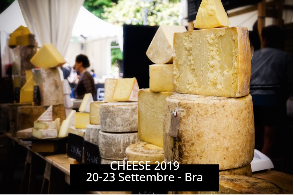 cheese bra 2019